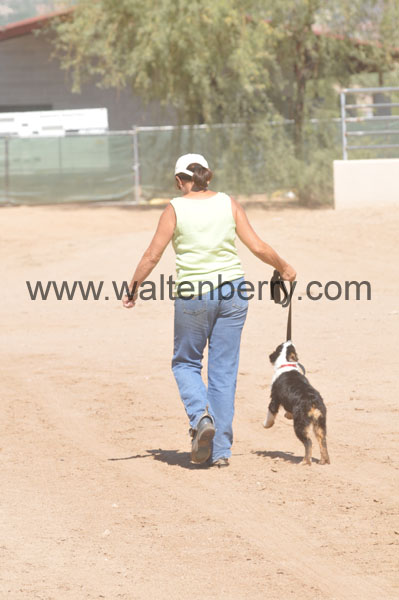 aussie puppy AZ08p44- 068