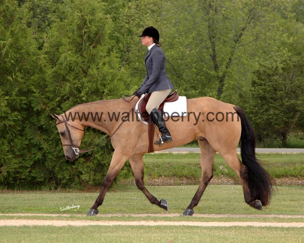 D IHR09- 137 eng trot