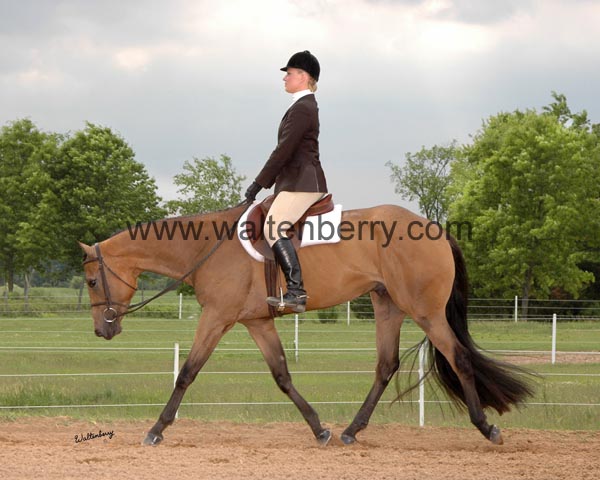 J IHR09- 174 eng trot