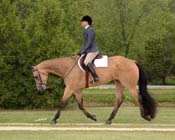 D IHR09- 137 eng trot