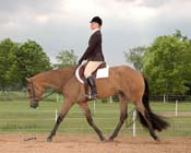 J IHR09- 174 eng trot