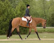 L IHR09- 130 eng trot