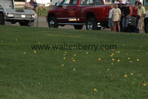 NH07 ducks- 008