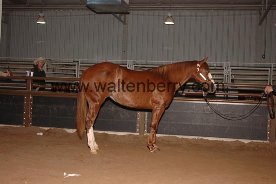 blackwell NR06p- 001