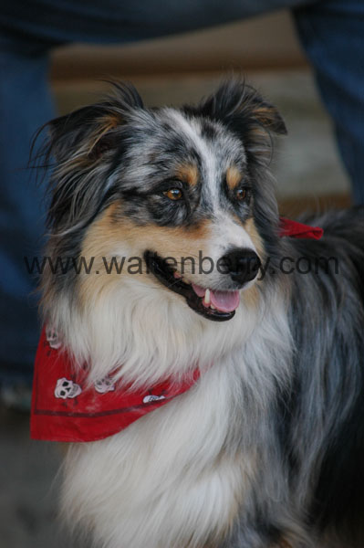 Aussie WQ08p28- 028