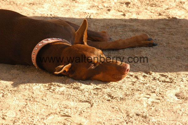 Doberman WQ08p28- 024