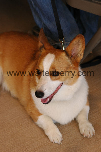 corgi WQ08p23- 020