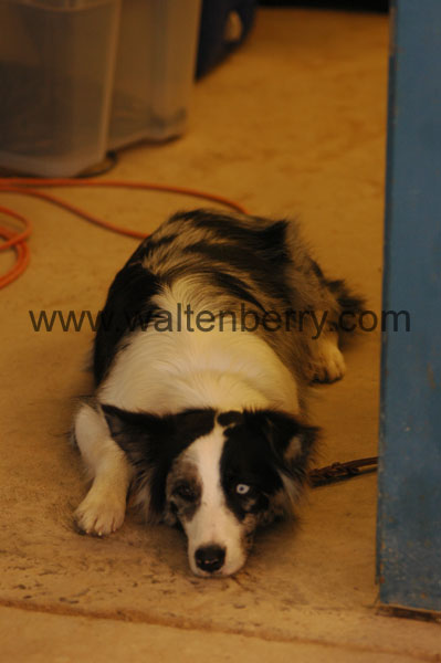 dog WQ08p23- 005