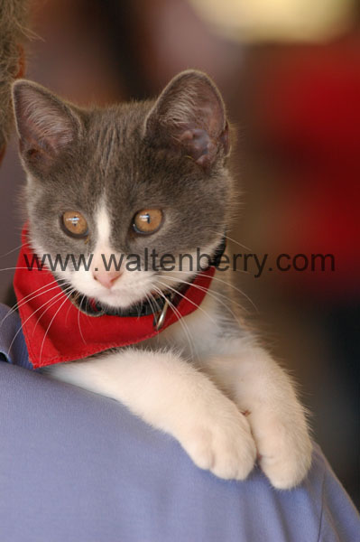 kitten WQ08p24- 007