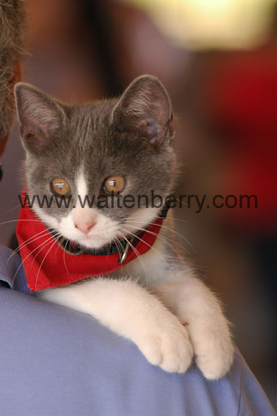 kitten WQ08p24- 008