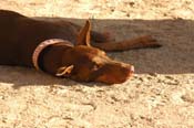 Doberman WQ08p28- 024