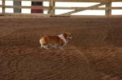 corgi WQ08p23- 008