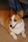 corgi WQ08p23- 020