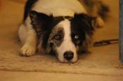 dog WQ08p23- 006
