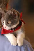 kitten WQ08p24- 005