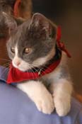 kitten WQ08p24- 006