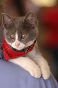 kitten WQ08p24- 007